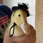 Duck with Hat on