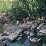 Chickens and Ducks in and around pond