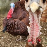 Turkey right up against the camera