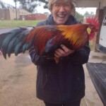 Joy Sturtevant brown leghorn