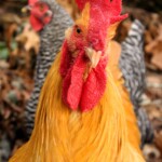 Buff orpington