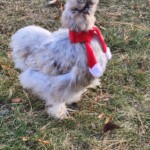 Justine Willkom splash silkie