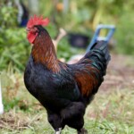 Karen BrownFrenh black copper maran