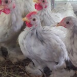 Karoline Morrissplasj cochin bantam