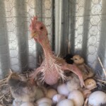Katelyn Hill - baby chicks