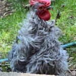 Kathy Barba - chicken