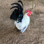 Kaylen Tubberville white tailed black japanese