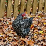 Kendra Leatherman Barred rock