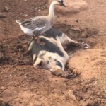 Kevin Stewart - african geese