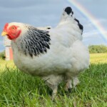 Kia Lord - Chicken in front of rainbow