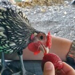 Kim Cawley - silver sebright chicken
