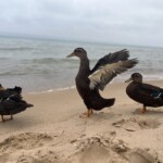 Kyle Karas - Ducks on beach