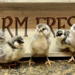 Laura Fransen - Baby Chicks
