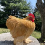 Lydia Worsham buff cochin bantam