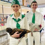 Blue Laced Red Wyandottes