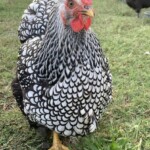 Melanie Hicks Exhibition silver laced wyandotte