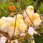 Melissa Porter - baby chicks