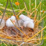 Melissa Porter - baby chicks in nest