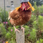 Melissa Porter - Chicken with knit helmet on his head