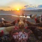 Misty Buckman - chickens gathered around egg basket