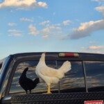Misty Buckman - white leghorn