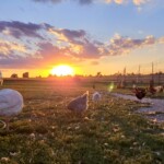 Chicken with sunrise in background