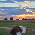 Misty Buckman bourbon red turkey
