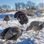 Noell Miller3narrangset turkey