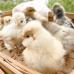 Rachel Endres - Baby Chicks