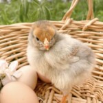 Rachel Endres splash laced red wyandotte