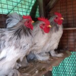 Rori Comstocksplash cochin bantams