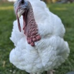 Savannah Scarboroughwhite turkey