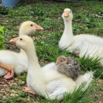 Sharon Hilleary - Ducks
