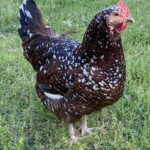 Skye Craddock speckled sussex