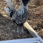 Sommer Lordsilver laced polish
