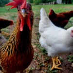 Staci Knight - chicken looking into lens