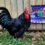 Taylor Schmitt black australorp