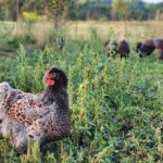Whitney Conway blue laced wyandotte