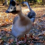 African Geese