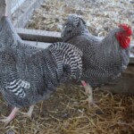Barred Rock Exhibition Type Best of Breed Runner Up