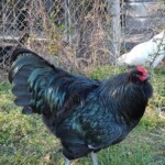 Black Ameraucana Best of Breed Runner Up