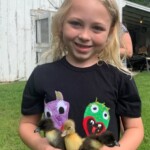 Black Swedish Duck