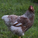 Blue Laced Red Wyandotte