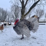 Blue Slate Turkey