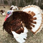 Bourbon Red Turkey