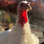 Broad Breasted White Turkey