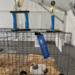 2024 Runner Up Poultry Show - Columbian Wyandotte Bantam