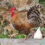 Crele Old English Bantam
