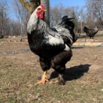 Dark Brahma