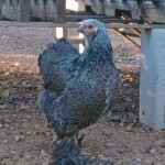 Dark Brahma